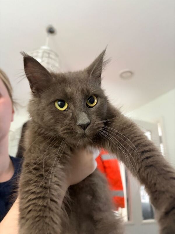 female Maine coon kittens - Image 4 of 5