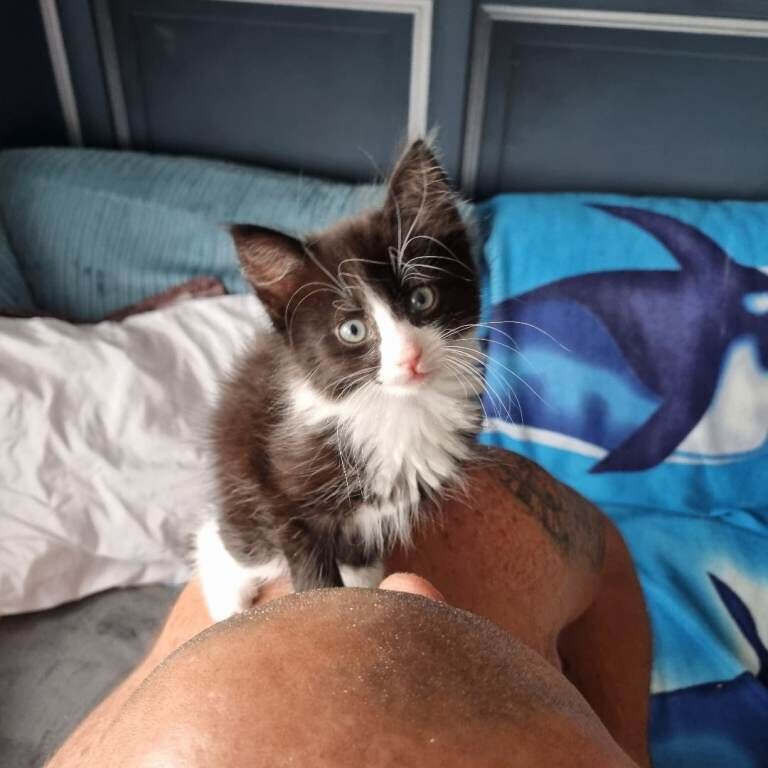 Female maine coon mix kitten