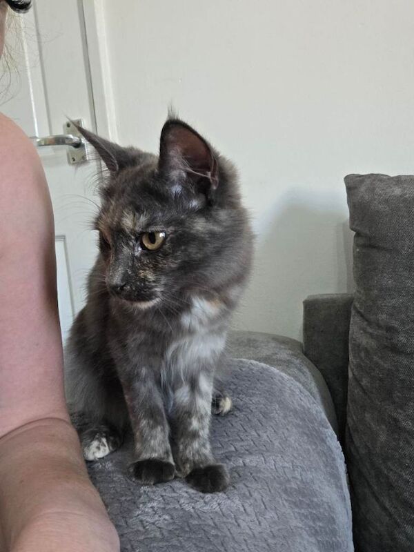 Female Maine Coon x Rag Doll