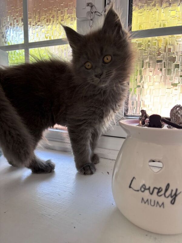 Female mainecoon