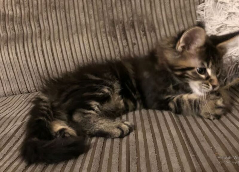 Female pedigree Maine coon for sale in Skegness, Nottinghamshire