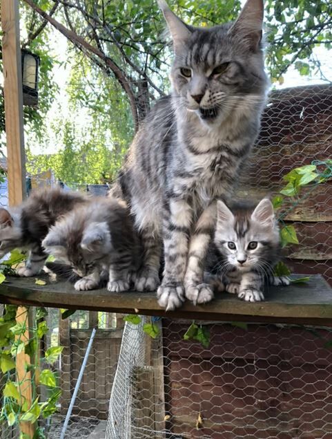 Female pedigree Maine coon for sale in Skegness, Nottinghamshire | Image 2