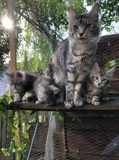 Female pedigree Maine coon for sale in Skegness, Nottinghamshire | Image 3