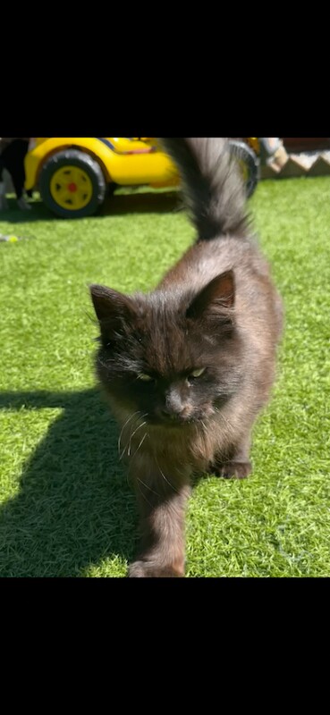 Fluffy kitten half maincoon