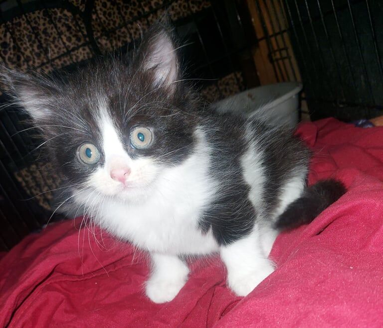 Fluffy Maincoon kittens for sale in Woolwich, Greater London