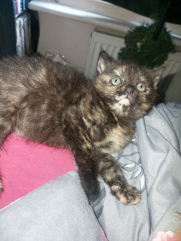 Fluffy Maincoon kittens for sale in Woolwich, Greater London - Image 3