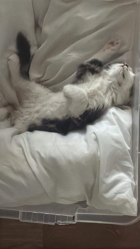 Maine Coon kittens for sale in Sutton, Greater London – 11 weeks old