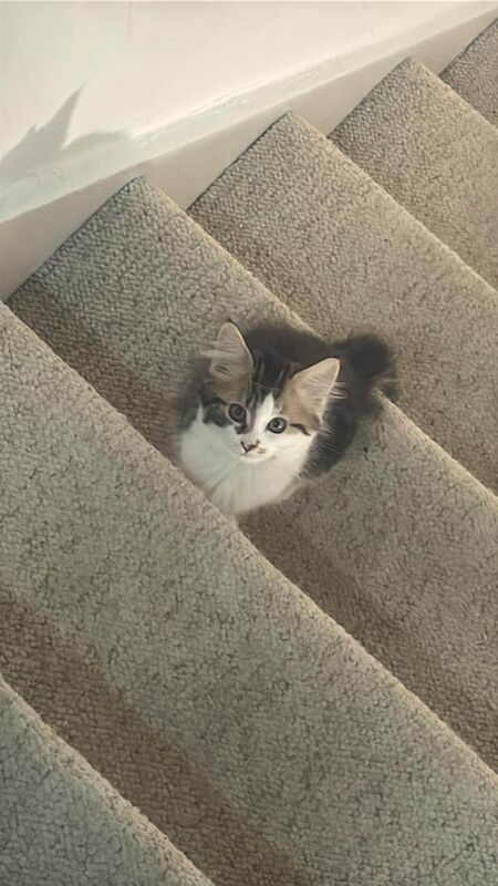Maine Coon kittens for sale in Sutton, Greater London – 11 weeks old - Image 2 of 3