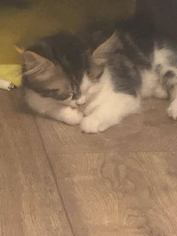 Maine Coon kittens for sale in Sutton, Greater London – 11 weeks old - Image 3 of 3