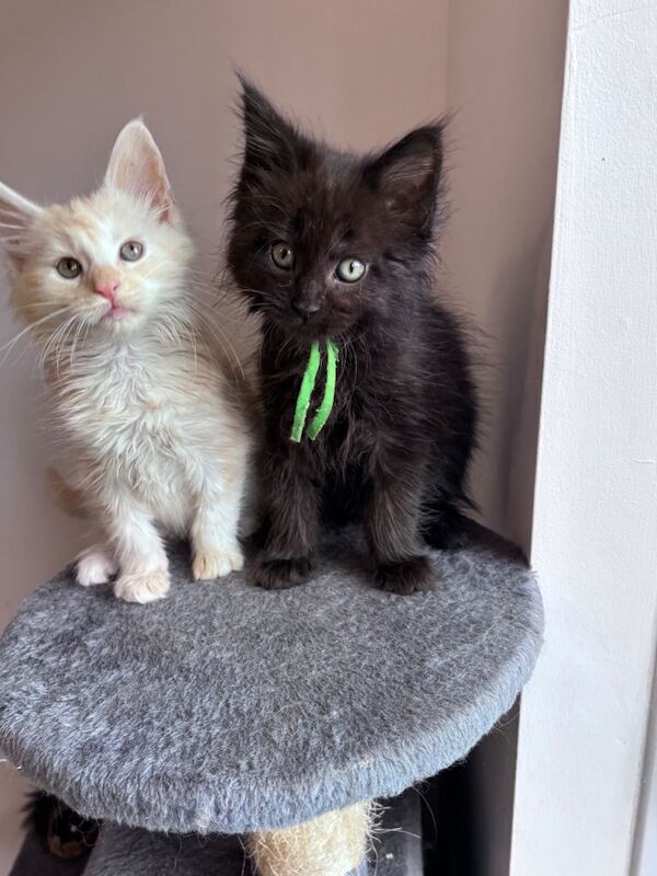 Fluffy Maine Coon Kittens – Ready Now