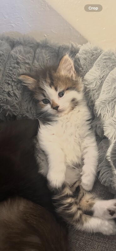 Fluffy Maine coon x British blue kittens