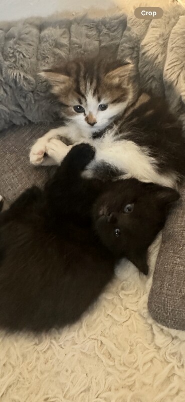 Fluffy Maine coon x British blue kittens - Image 2 of 3