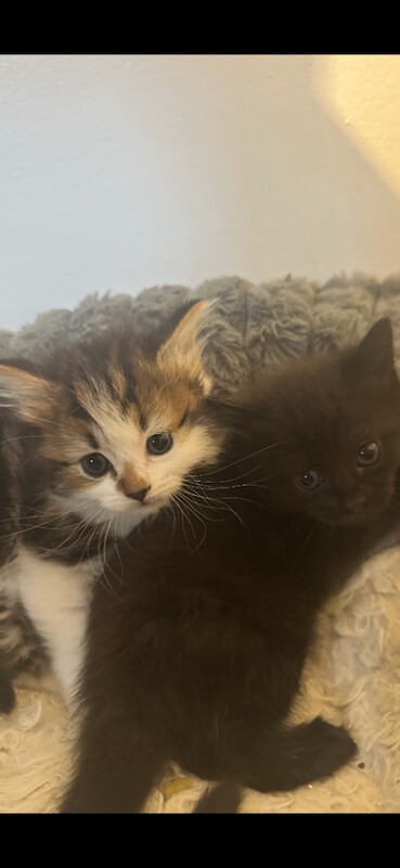 Fluffy Maine coon x British blue kittens - Image 3 of 3