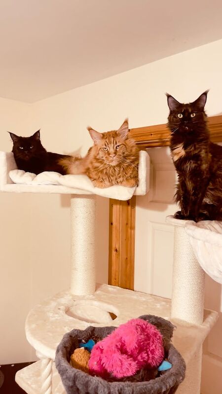 For sale maine coon kittens for sale in Lurgan, County Armagh - Image 2
