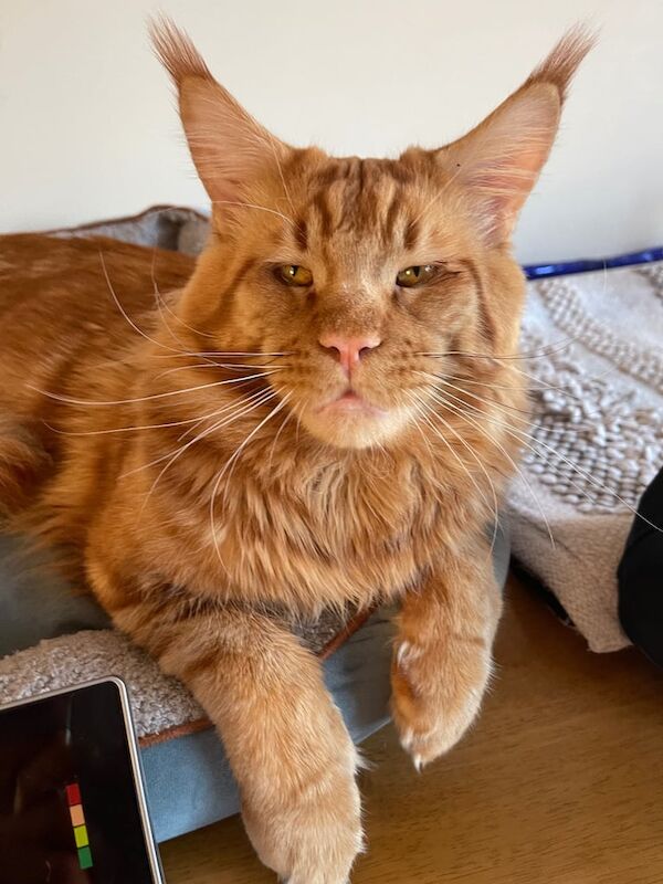For sale maine coon kittens for sale in Lurgan, County Armagh | Image 3