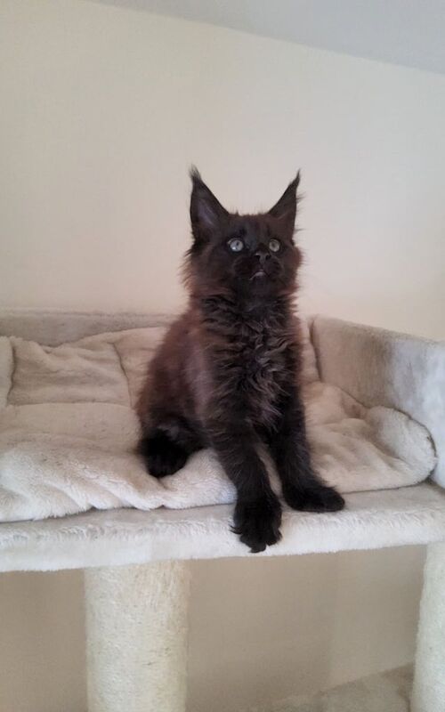 Maine Coon kittens for sale in Lurgan, County Armagh – 8 weeks old