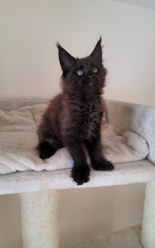 Maine Coon kittens for sale in Lurgan, County Armagh – 8 weeks old - Image 2 of 3