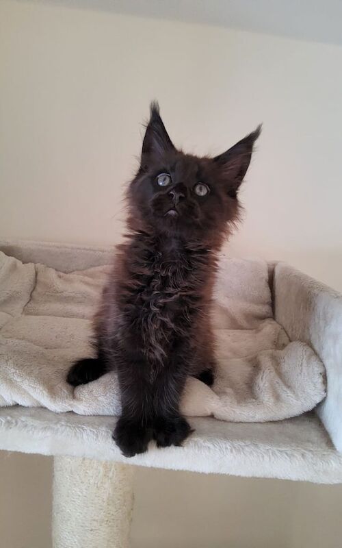 Maine Coon kittens for sale in Lurgan, County Armagh – 8 weeks old - Image 3 of 3