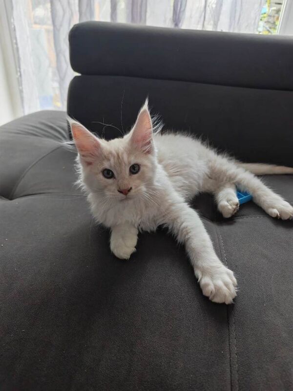 Frendly Maine Coon Boy looking new Homehome