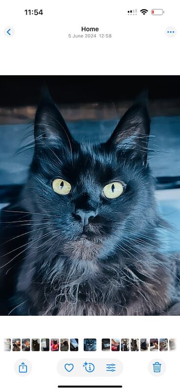 Full and mixed Maine coon kittens for sale in Crewe, Cheshire