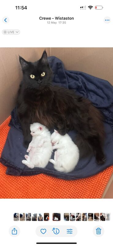 Full and mixed Maine coon kittens for sale in Crewe, Cheshire | Image 2