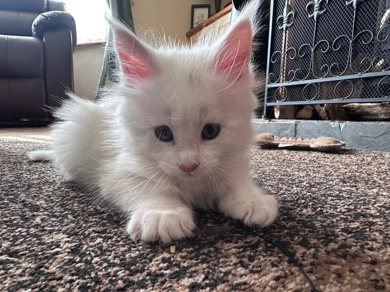 Full and mixed Maine coon kittens for sale in Crewe, Cheshire | Image 3