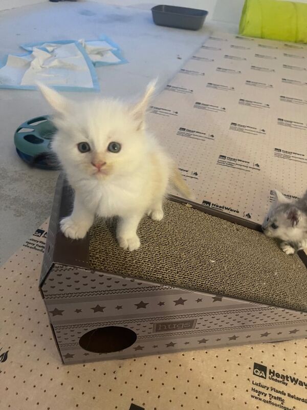 Maine Coon kittens for sale in Lisburn, County Down – 6 weeks old