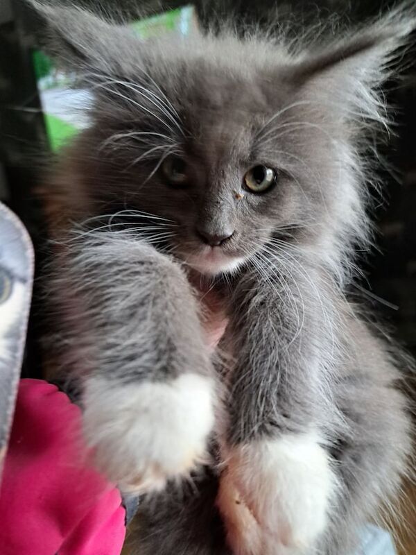 Full bred Maine Coon Kittens for sale in Cullybackey, County Antrim