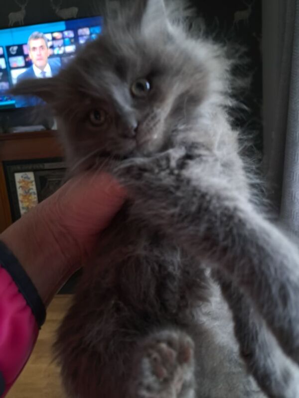 Full bred Maine Coon Kittens for sale in Cullybackey, County Antrim - Image 2