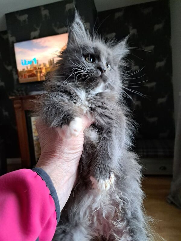 Full bred Maine Coon Kittens for sale in Cullybackey, County Antrim - Image 3