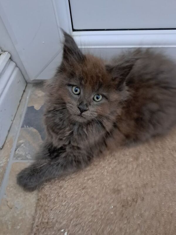 Maine Coon kittens for sale in Cullybackey, County Antrim – 11 weeks old