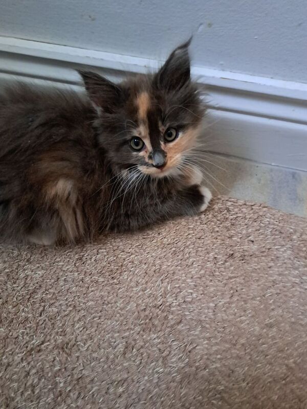 Maine Coon kittens for sale in Cullybackey, County Antrim – 11 weeks old - Image 2 of 3