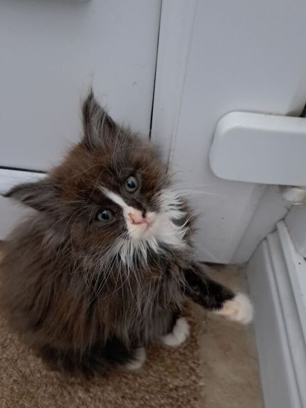 Maine Coon kittens for sale in Cullybackey, County Antrim – 11 weeks old - Image 3 of 3