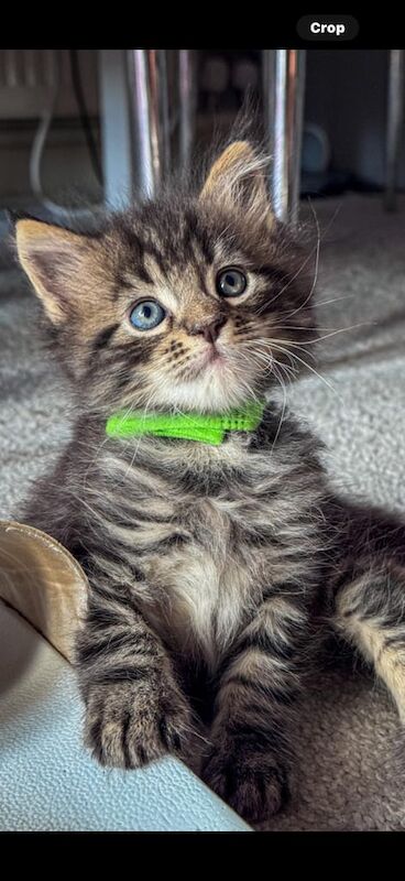 Full breed Mainecoon kittens ready now reduced for sale in Nantyglo, Gwent