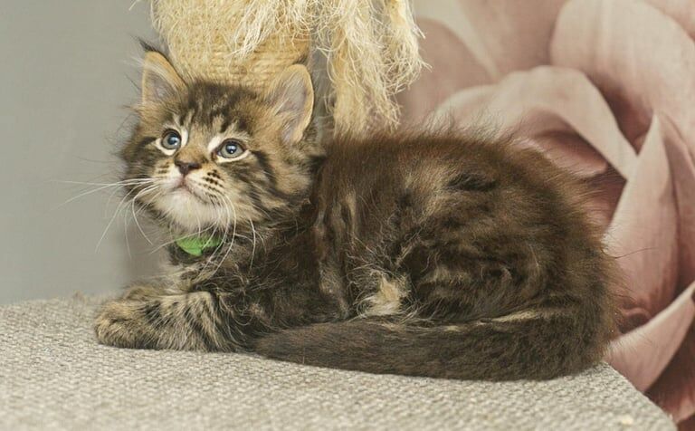 Full breed Mainecoon kittens ready now reduced for sale in Nantyglo, Gwent - Image 2