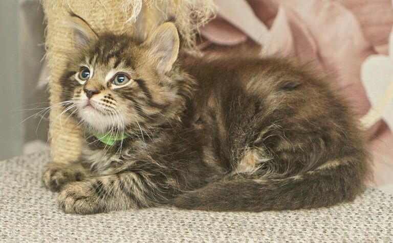 Full breed Mainecoon kittens ready now reduced for sale in Nantyglo, Gwent - Image 3