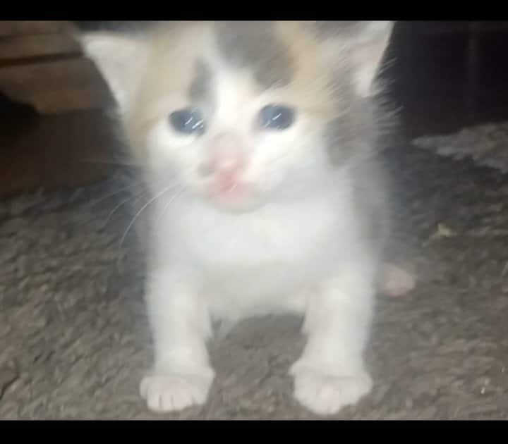 Maine Coon kittens for sale in South Yorkshire – 1 week old