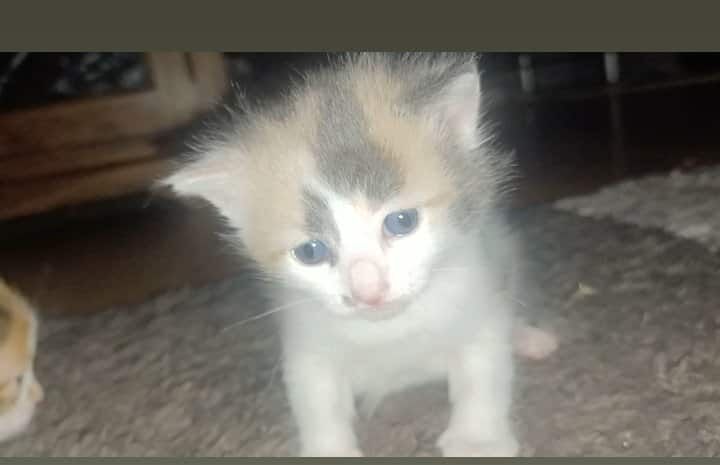 Maine Coon kittens for sale in South Yorkshire – 1 week old - Image 2 of 8