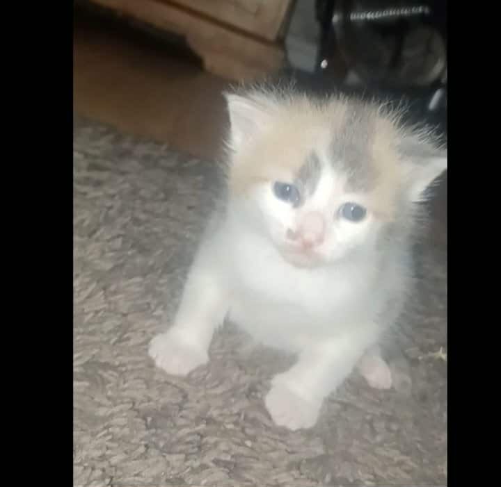 Maine Coon kittens for sale in South Yorkshire – 1 week old - Image 3 of 8