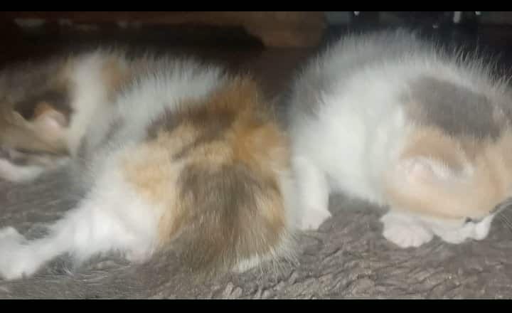 Maine Coon kittens for sale in South Yorkshire – 1 week old - Image 4 of 8