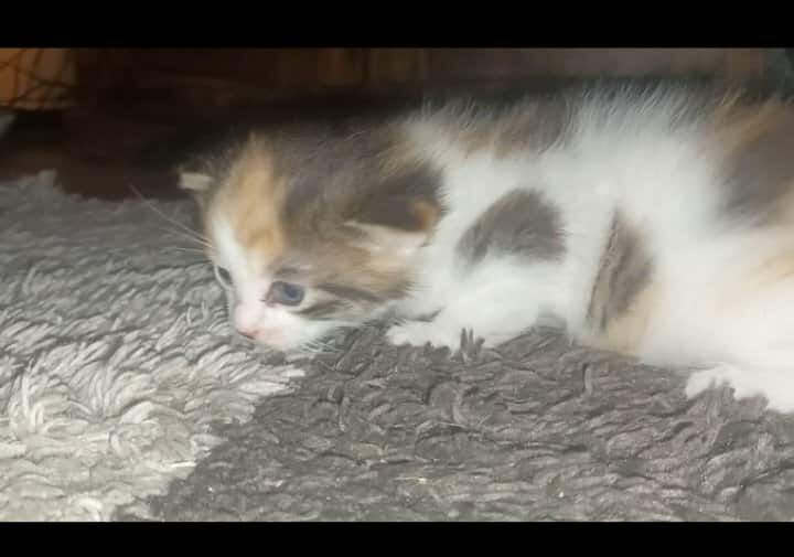 Maine Coon kittens for sale in South Yorkshire – 1 week old - Image 5 of 8