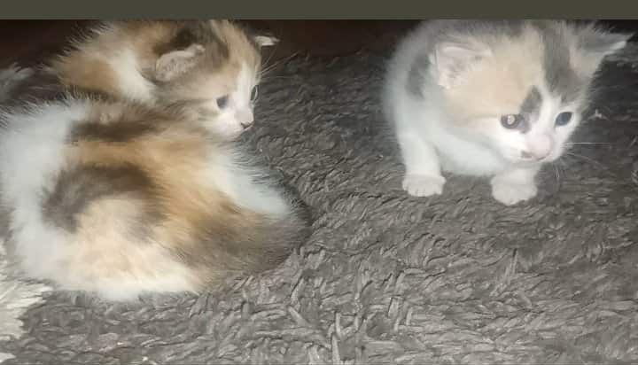 Maine Coon kittens for sale in South Yorkshire – 1 week old - Image 6 of 8