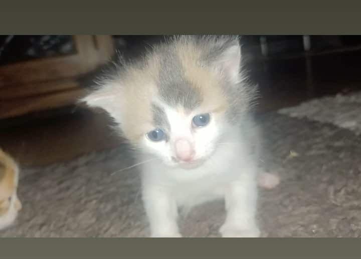 Maine Coon kittens for sale in South Yorkshire – 1 week old - Image 7 of 8