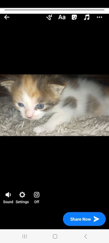 Maine Coon kittens for sale in South Yorkshire – 1 week old - Image 8 of 8