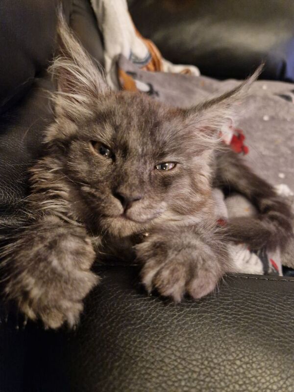 Maine Coon kittens for sale in Gateshead, Tyne and Wear – 1 year old - Image 2 of 8