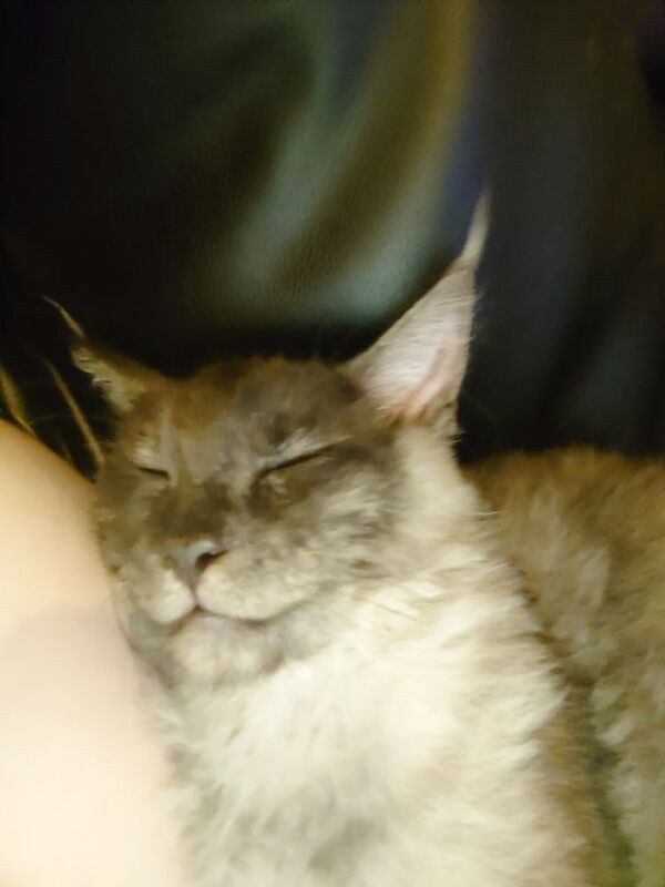 Maine Coon kittens for sale in Gateshead, Tyne and Wear – 1 year old - Image 3 of 8