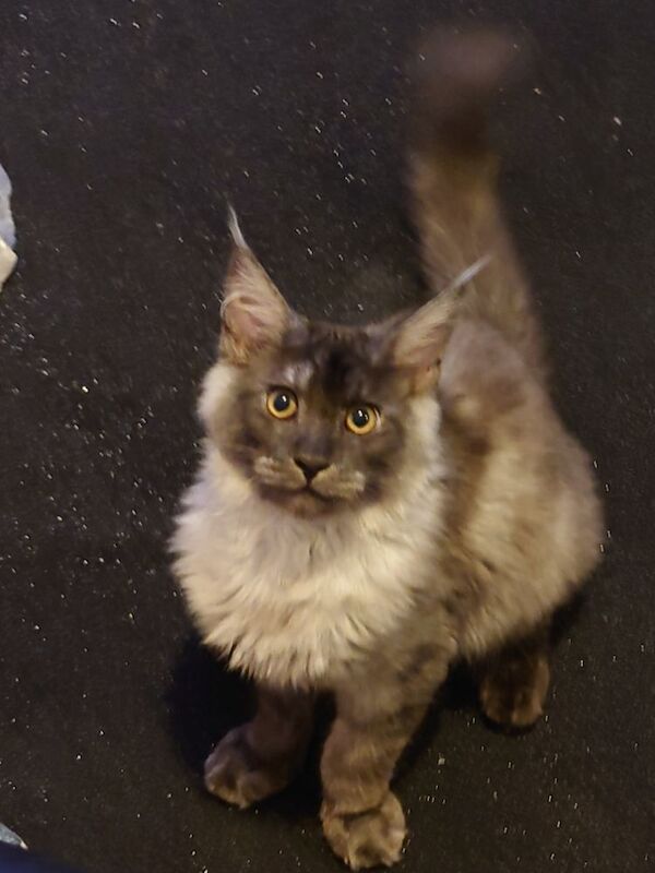 Maine Coon kittens for sale in Gateshead, Tyne and Wear – 1 year old - Image 4 of 8