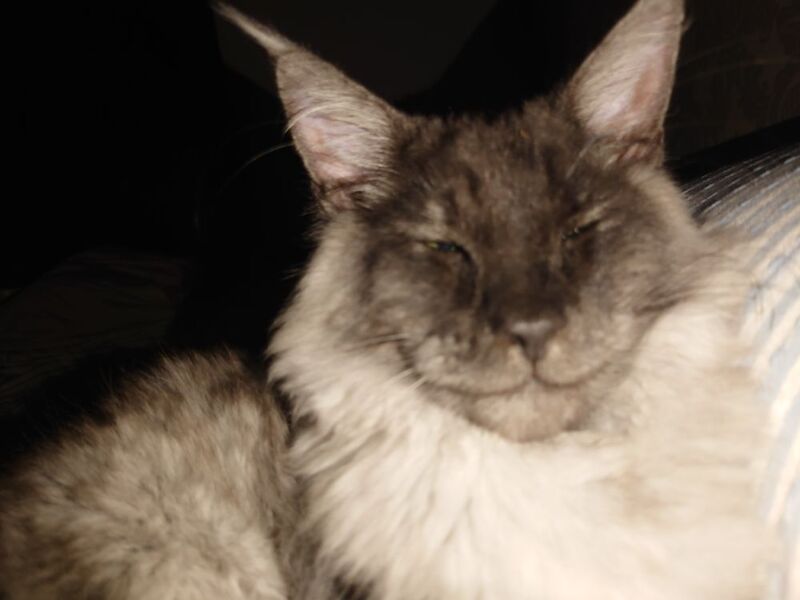 Maine Coon kittens for sale in Gateshead, Tyne and Wear – 1 year old - Image 5 of 8