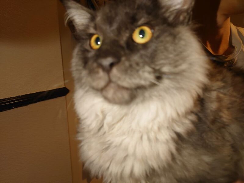 Maine Coon kittens for sale in Gateshead, Tyne and Wear – 1 year old - Image 6 of 8