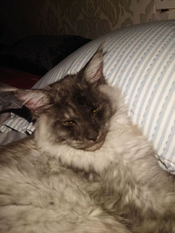 Maine Coon kittens for sale in Gateshead, Tyne and Wear – 1 year old - Image 7 of 8